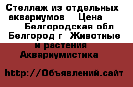 Стеллаж из отдельных 8 аквариумов. › Цена ­ 28 000 - Белгородская обл., Белгород г. Животные и растения » Аквариумистика   